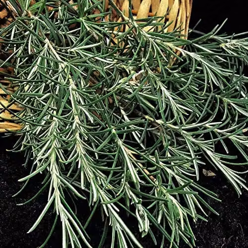 Thompson & Morgan Rosemary Herb Seeds, 100 Seeds per Packet