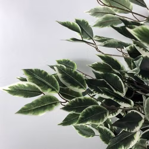 Leaf Design UK Tall Variegated Ficus Tree in White and Green, Height: 130 cm – 3