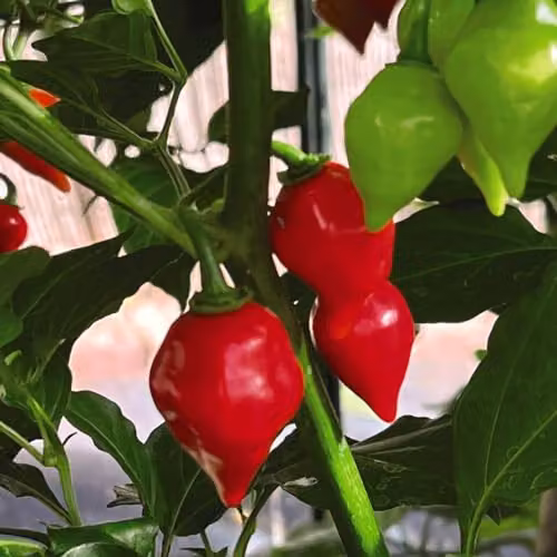 Thompson & Morgan Raging Bull Red Hot Chilli Pepper Seeds, 1x Seed Packet – 2