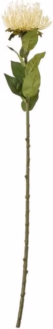 Hill Interiors Protea Lorea Artificial Stem Plant in Beige and White, Height: 73 cm