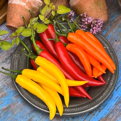 Thompson and Morgan Chilli Pepper Fiesta Sunset F1 Seeds with Red, Orange and Yellow Fruit