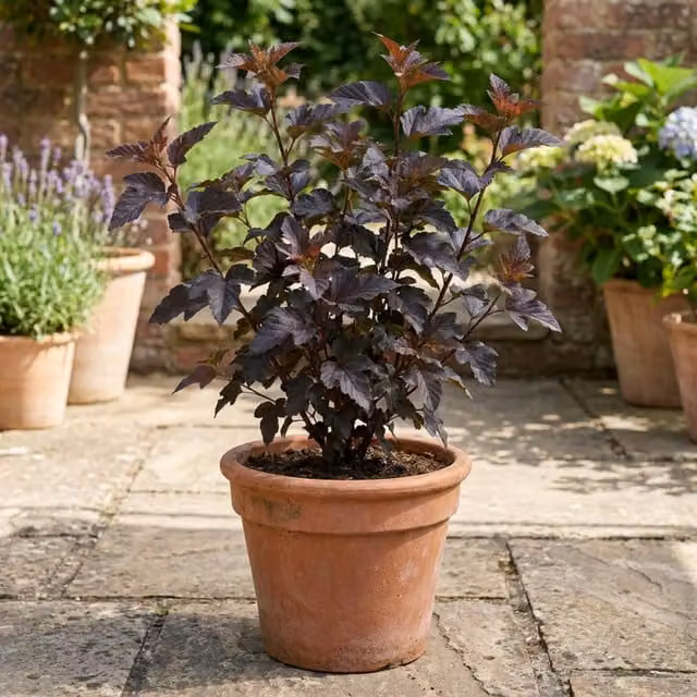 Plants by Post Physocarpus Diabolo Ninebark Dark Purple Hardy Ornamental Shrub
