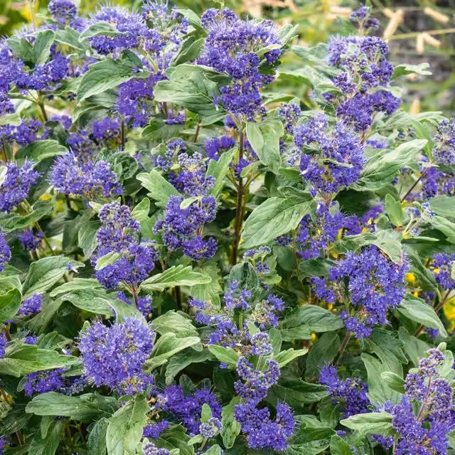 Marshalls Garden Caryopteris x clandonensis Kew Blue Ornamental Shrub