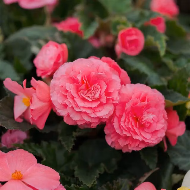 Plant Theory Set of 3 Pink Nonstop Bedding Begonia Plants in 1L Pots