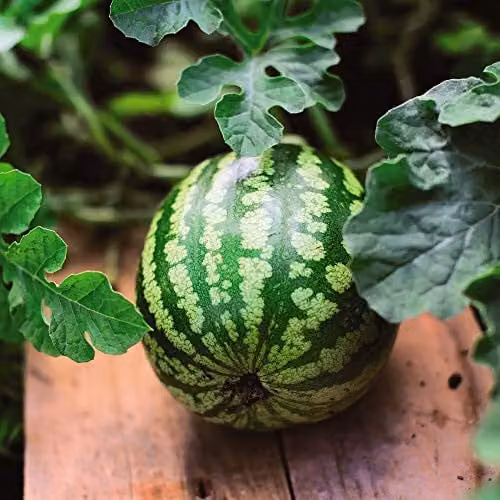 Thompson and Morgan Watermelon Mini Love F1 Hybrid Seeds, 4 Seeds per Packet – 1