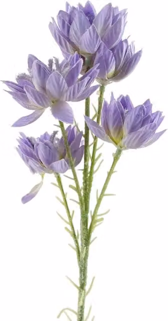 Purple Textile Starflower with 5 Flowers and Leaves, Height: 60 cm