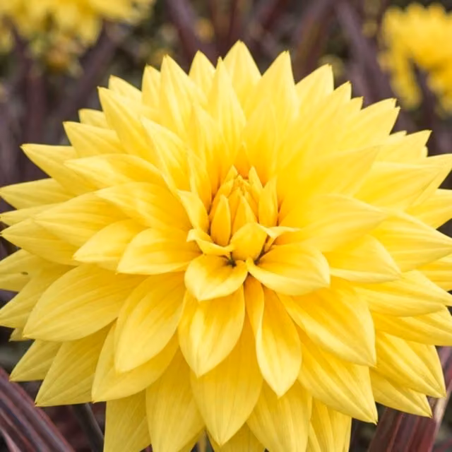 Plants by Post Maggiore Yellow Dahlia Perennial Plant, 3L