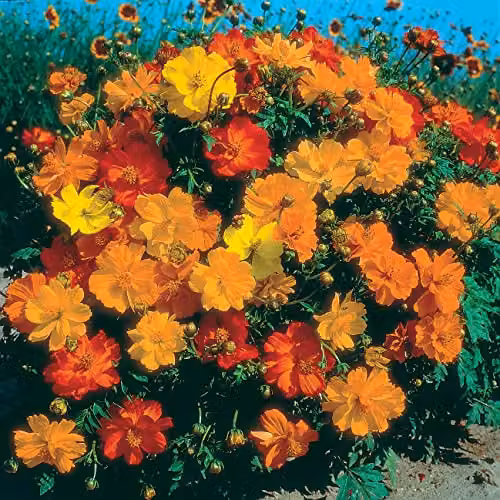 Johnsons Cosmos Ladybird Mixed Multicolour Flower Seeds – 3