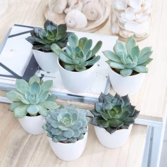 Primrose Echeveria Hen and Chicks Green Succulent House Plant in 6cm Pot