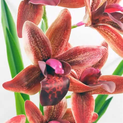 Leaf Design UK Dark Pink Artificial Orchid in a Black Ceramic Planter, Height: 50 cm – 3