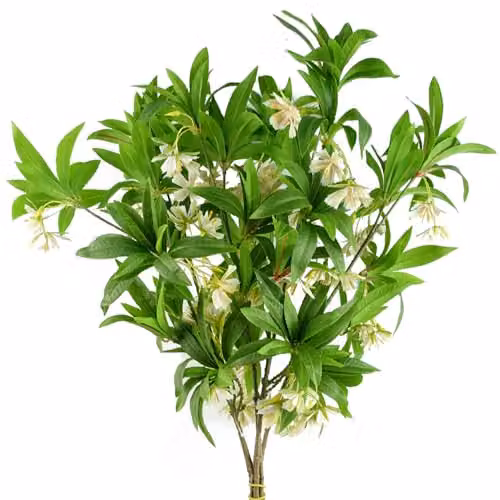 Pegdev Pack of 6 Green Artificial Hainan Elaeocarpus Stems, 90 cm Length for Floral and Wedding Decor