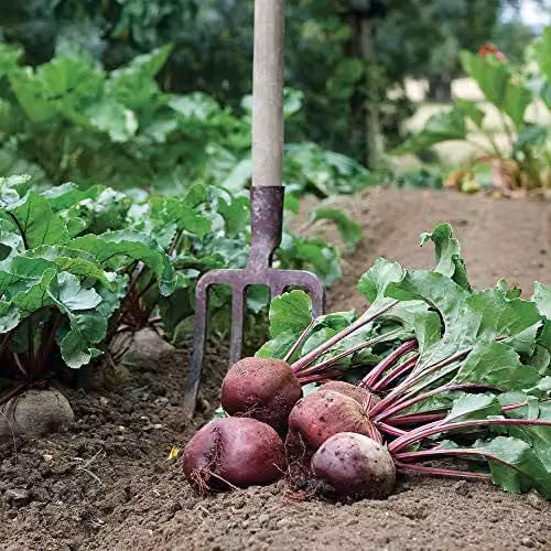 Thompson and Morgan Detroit 2 Crimson Globe Beetroot Seeds, Red, 250 Seeds