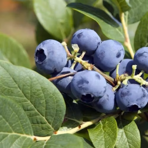 Thompson & Morgan Blueberry Bluecrop Hardy Mid-Season Variety, 2 x 9cm Potted Plants – 3