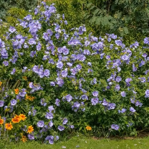 YouGarden Hibiscus Blue Chiffon Standard Ornamental Tree, Height: 90 cm - 1.2 m – 2