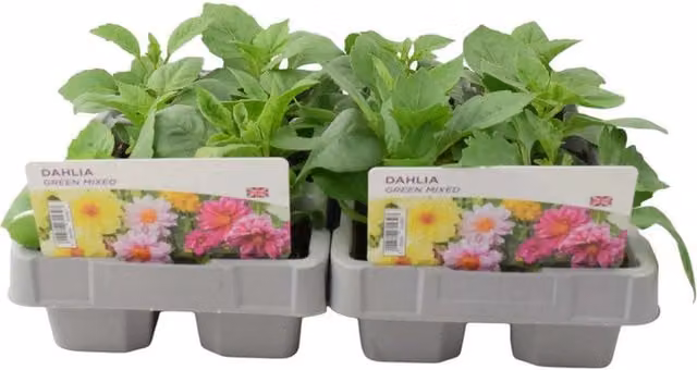 Plants by Post Dahlia Bedding Plants, Multicolour and Bronze, 12 Plants
