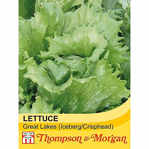 Thompson and Morgan Lettuce Great Lakes Seeds, 400 Seeds per Packet – 2