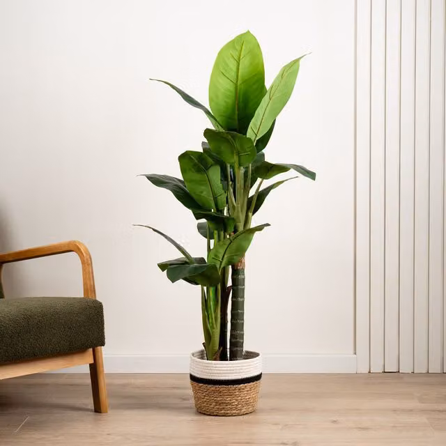 Scottish Everlastings Ltd Real Touch Dieffenbachia Green Plant, Height: 120 cm – 1