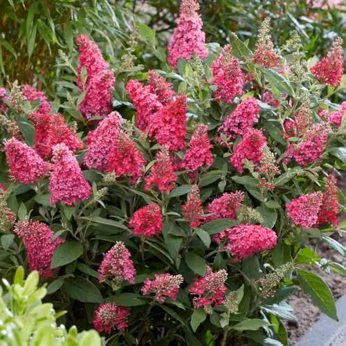 Thompson and Morgan Buddleja davidii Dwarf Compact Butterfly Candy Little Ruby Red Flowering Hardy Ornamental Shrub, 3 Litre Potted Plant – 1