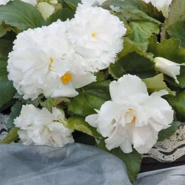 Set of 3 Plant Theory White Nonstop Bedding Begonia Plants in 1L Pots