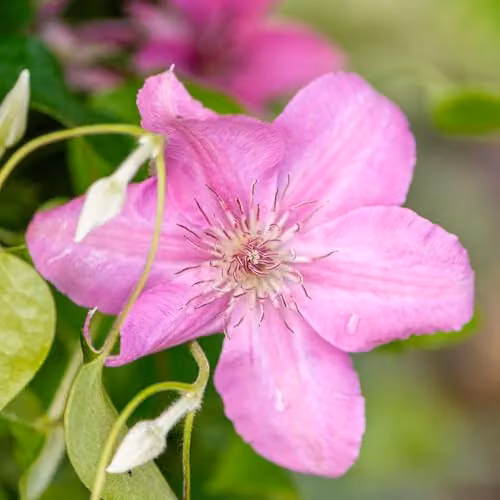 Thompson and Morgan Clematis Bridgewater Hardy Perennial Climber with Large Soft Pink Summer Flowers, 3 Ltr Potted Plant – 1