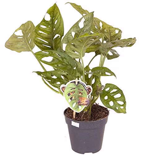 YouGarden Monstera Monkey Leaf Swiss Cheese Plant, Green Indoor Houseplant in 12cm Pot – 2