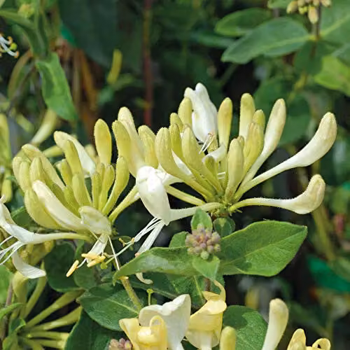 Thompson & Morgan Hardy Perennial Honeysuckle Scentsation Deciduous Flowering Climber, 2 x 3 Litre Pots – 4