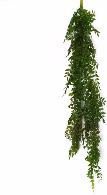 Leaf Design UK Hanging String of Pearls Fern Plant, Green, 100 cm – 6