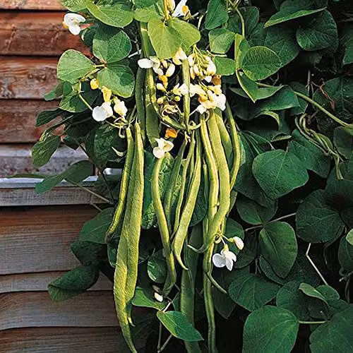 Thompson and Morgan Desiree Runner Bean Seeds, 35 Seeds per Packet