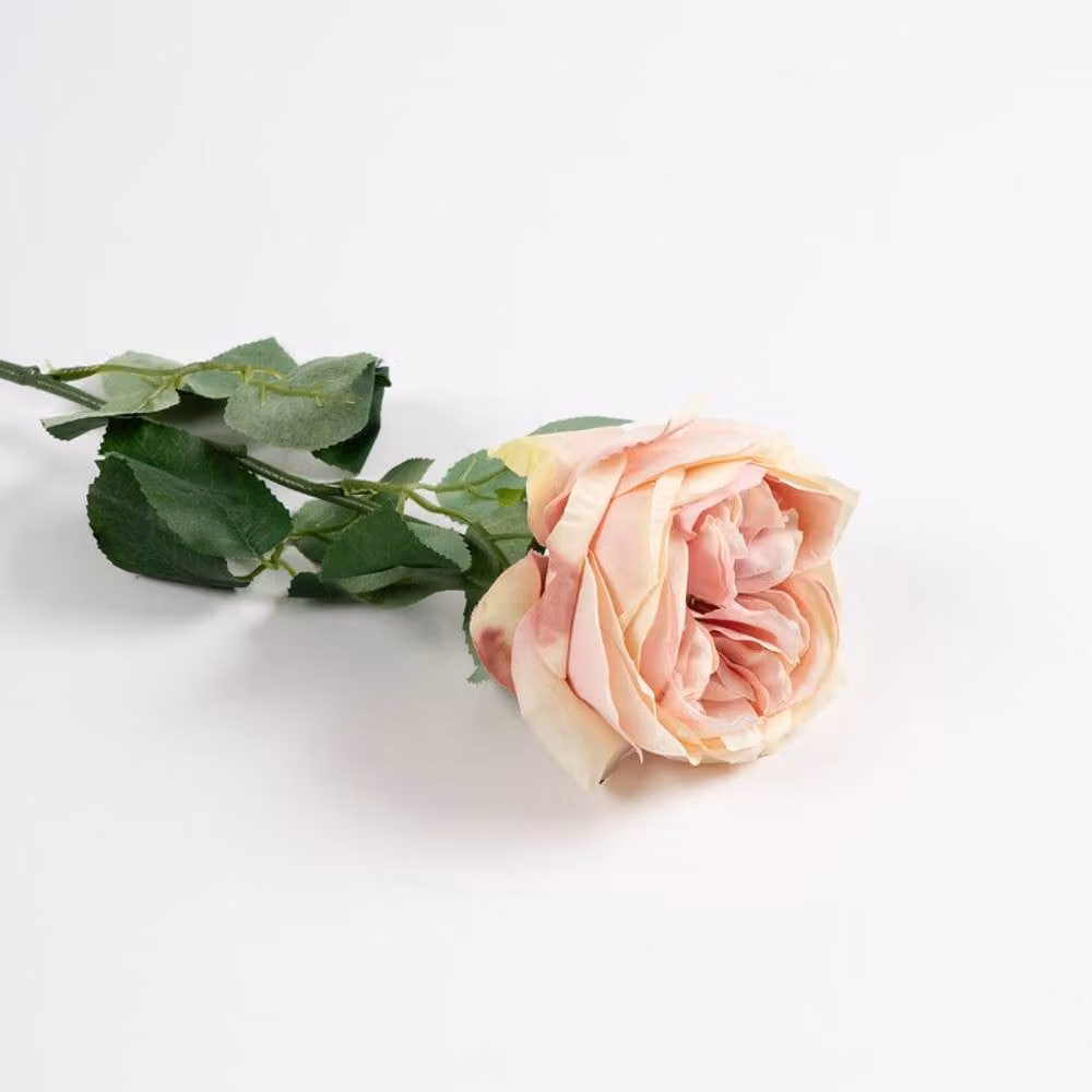 Scottish Everlastings Ltd Light Pink Cabbage Rose Stem, 6 Pack, Height: 50 cm