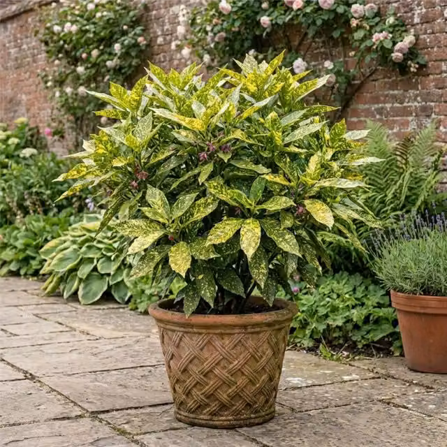 Plants by Post Aucuba Crotonifolia Spotted Laurel Ornamental Shrub, Green and Gold, 2L Pot