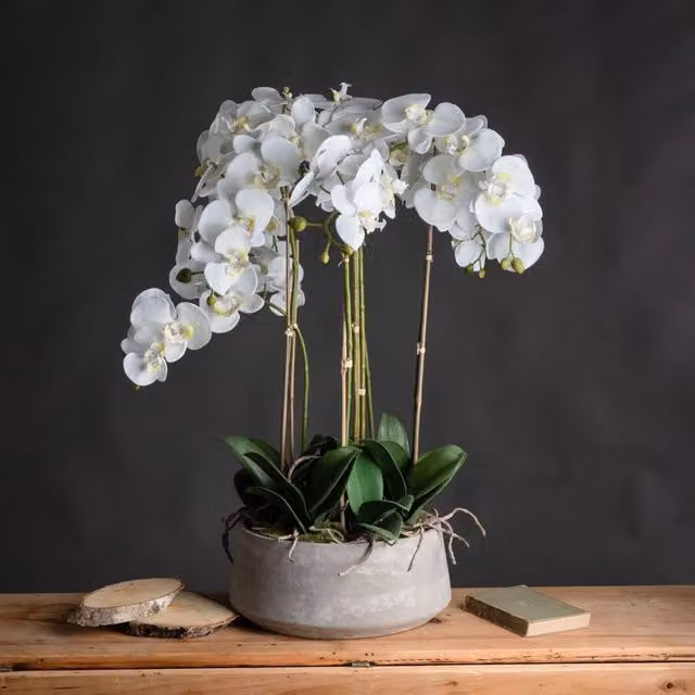 Wyld Haus Large White Artificial Orchid in a Round Textured Stone Pot