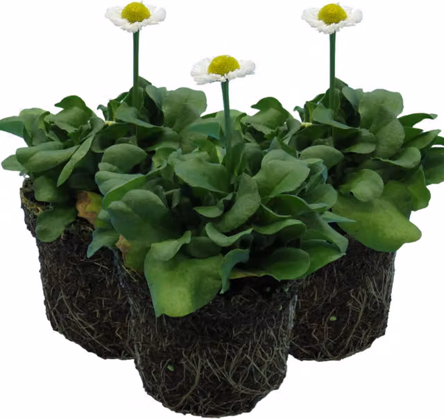 Plants by Post Bellis perennis White Perennial Bedding Plants, 10.5cm Pots, Pack of 3