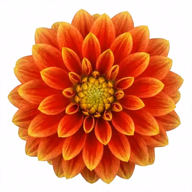 Plants by Post Dahlia Fun Flame Orange and Yellow Perennial Garden Plant, 3L