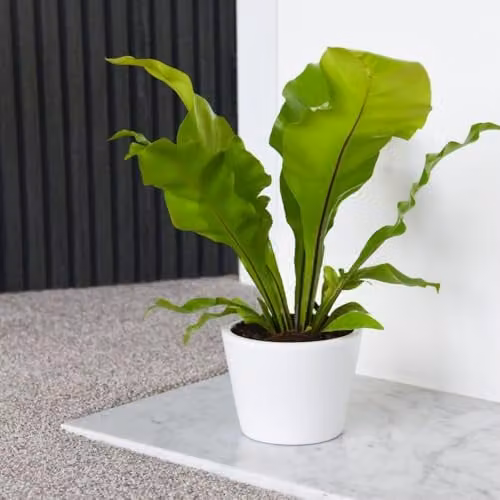 Thompson & Morgan Asplenium Nidus Bird's Nest Fern, Pack of 2, 12cm Pot, Green Indoor Plant – 1