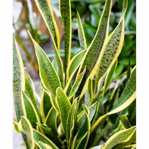Thompson & Morgan Sansevieria trifasciata Mother-in-Law's Tongue Succulent Plant with Gold Variegated Edges in a 19cm Pot – 2
