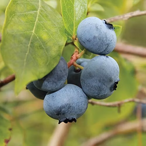 Thompson & Morgan Brigitta Blueberry Fruit Bush Garden Plant in 1.5l Pot