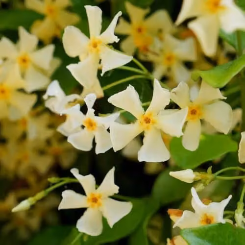 Thompson & Morgan Trachelospermum jasminoides Star of Toscana Hardy Evergreen Climber with Fragrant Creamy White and Yellow Flowers, 1x 9cm Potted Plant – 1