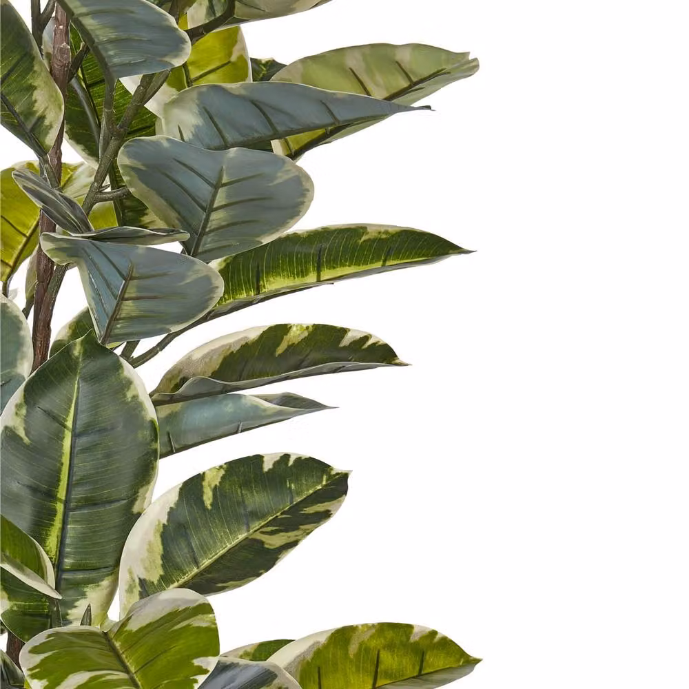 Wyld and Coco 160cm Artificial Ficus Potted Tree in Green and Black Concrete Pot – 3