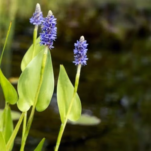 Thompson and Morgan Pontederia Cordata Pickerel Weed Marginal Aquatic Pond Plant with Blue Flowers, 3 x 1 Litre Pots