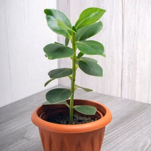 Thompson & Morgan Clusia rosea Princess Autograph Tree, 2 x 12cm Potted Indoor Plants – 3