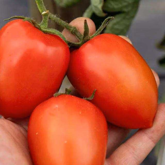 Marshalls Plum Nagina F1 Blight-Resistant Red Tomato Seeds, 12 Seeds