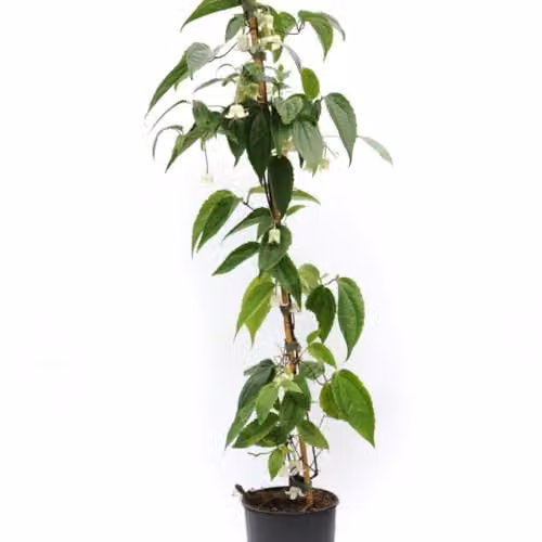 Thompson & Morgan Clematis Winter Beauty Evergreen Hardy Climbing Shrub with White Flowers, 2 x 7cm Pots and 2 x Tower Pots – 4