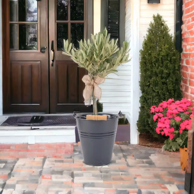 Plants by Post Silver-Green Hardy Mediterranean Outdoor Olive Tree in Pot, 50-60cm