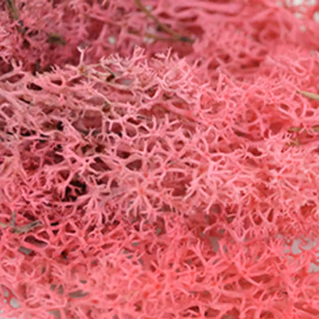 Natural Crafts Coloured Reindeer Moss in Pink