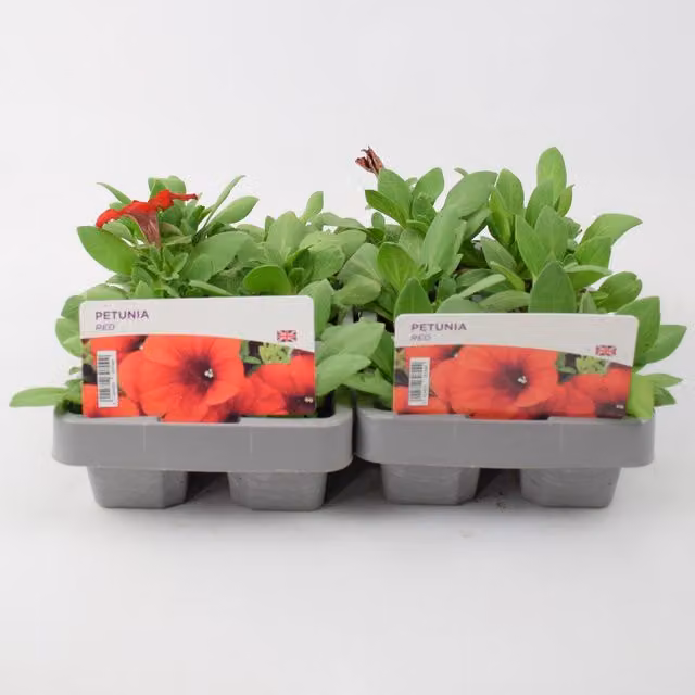 Plants By Post Red Petunia Bedding Plants, 12 Pack