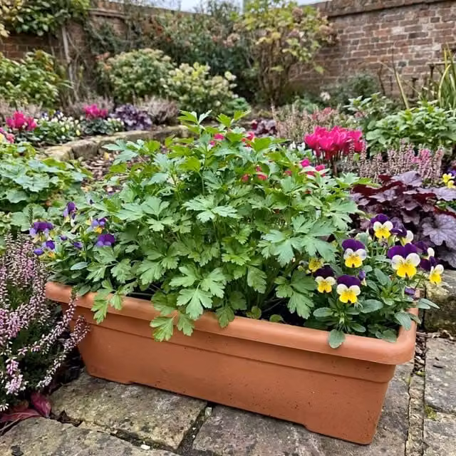 Plants by Post Parsley Flat Leaf Aromatic Green Herb Garden Plant