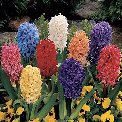 YouGarden Mixed Hyacinth Bulbs, Pack of 12 Multicolour Bulbs for Autumn Planting