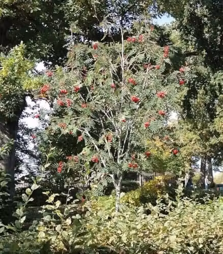 F&G Supplies Rowan Sorbus Acuparia Mountain Ash Native Hedge Plants, Bare Root Deciduous Tree Saplings with Red Berries, Height: 90-120 cm