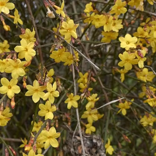 Thompson and Morgan Jasminum Nudiflorum Winter Jasmine Hardy Climber with Canary Yellow Flowers, 2 x 9cm Pots and Tower Pot – 2