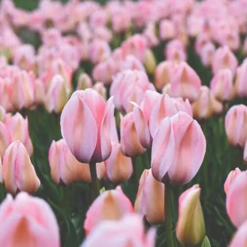 Thompson & Morgan Tulip Bella Blush Darwin Hybrid Bulbs, Candy Pink with Peachy Stripes, 8 Bulbs – 4